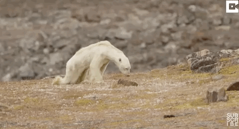 235517ervrq0cr8n3g9zjj.gif