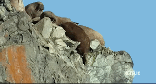 235518ywd8cb9gsc98jmcc.gif
