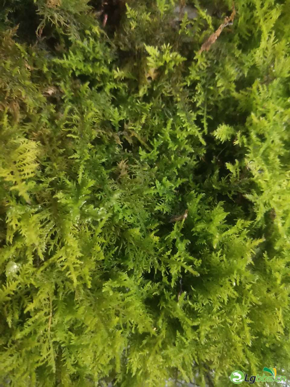20200407_1947_1586270393530.jpg