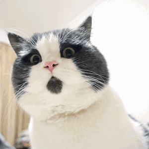 104021c41bbijuq3f12fij.gif