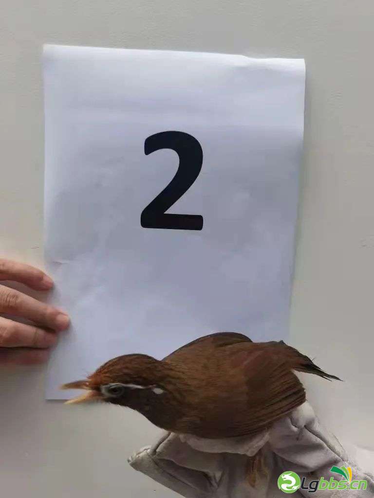 045454xkk1hmm41i8jxetg.jpeg