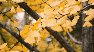 085325wksj44u97uuaz709.gif