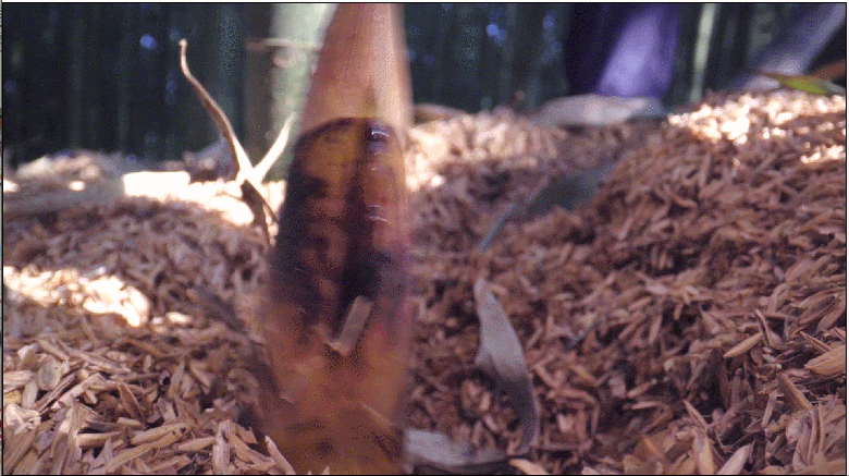084340mtvwz7m7gikpp5kv.gif