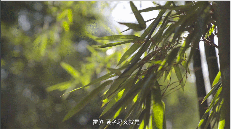 084340w216okz1kji9iiok.gif