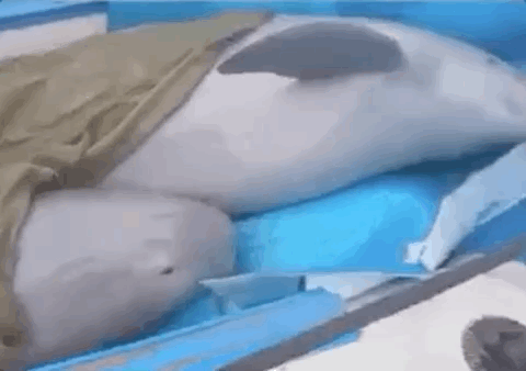 111336dzd78b13y66e631b.gif