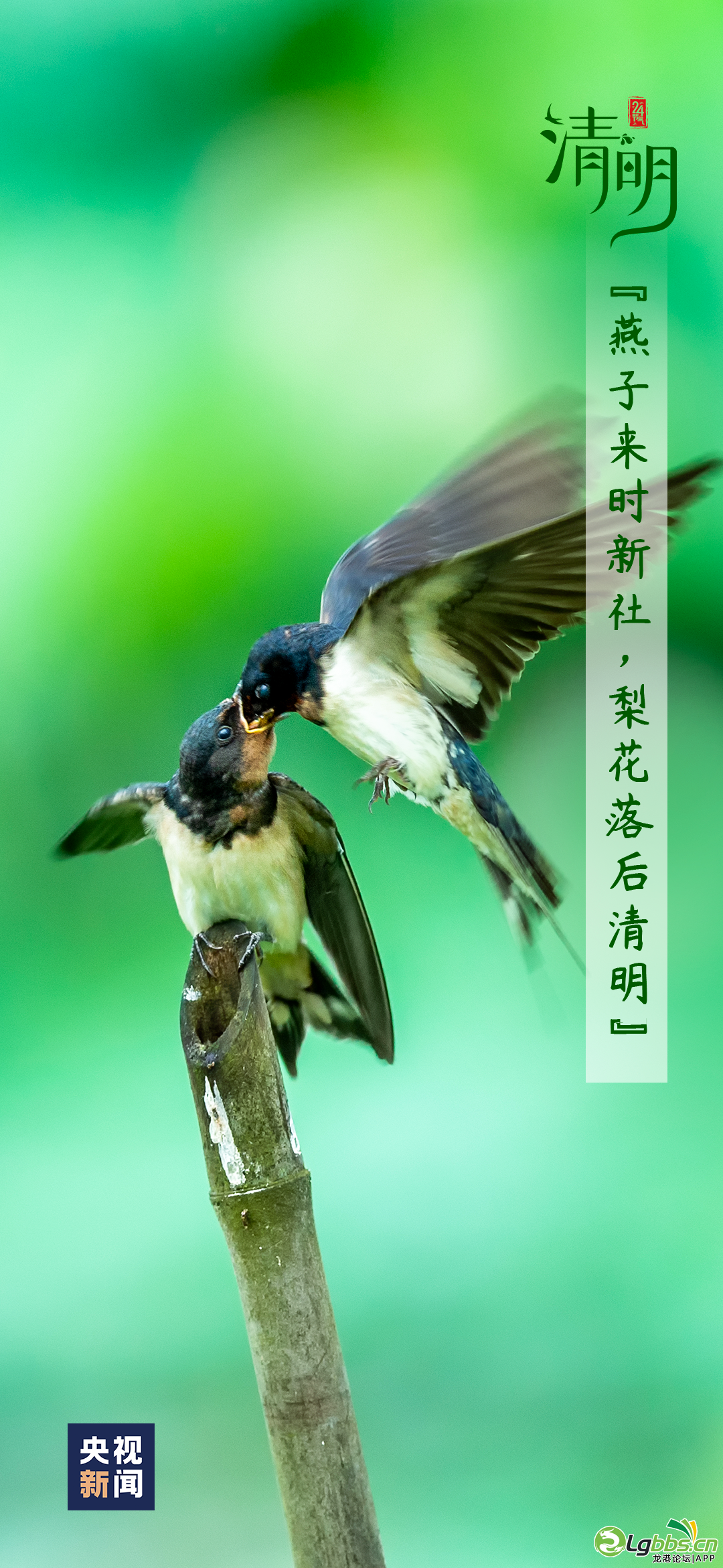 095353p1n7yl8sc267yzcb.png
