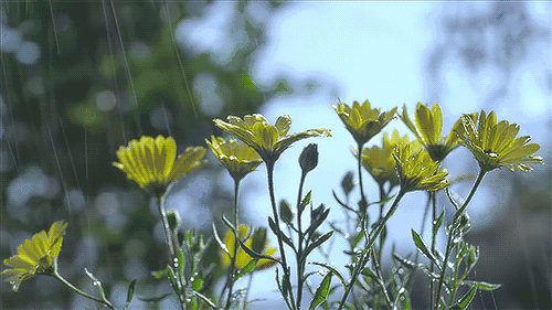 093701oiik04upv44q45kv.gif